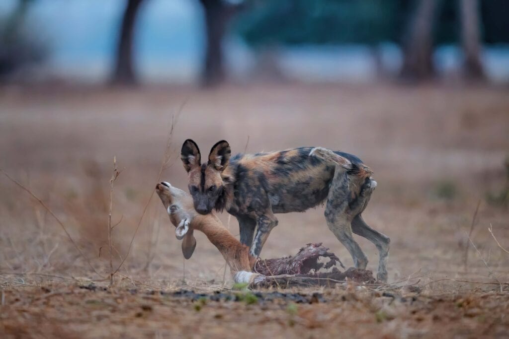 African Wild dog with an impala kill in the Mana Pools National Park on a Luxury Zimbabwe safari